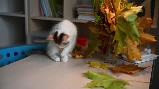 Bonito gato fofo gatinho brincando com outono folhas vermelhas — Vídeo de Stock