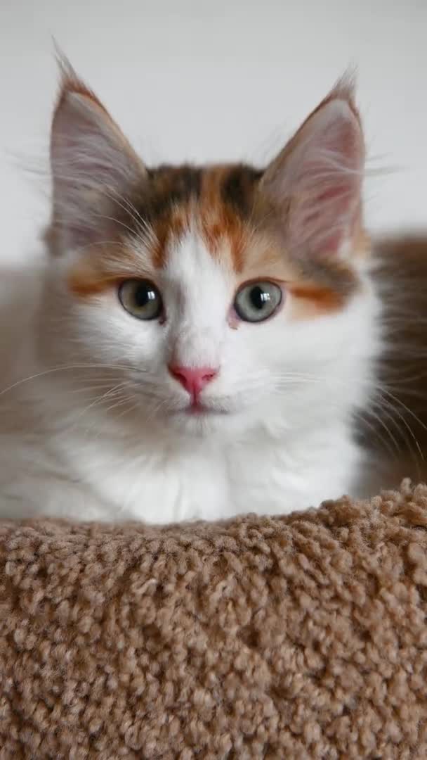귀엽고 아름다운 집고양이, 수직 형태로 홈 비디오에서 카메라를 자세히 보고 — 비디오