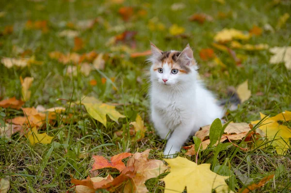 Słodkie kot kotek spacery na żółty jesień klon liście Obrazek Stockowy