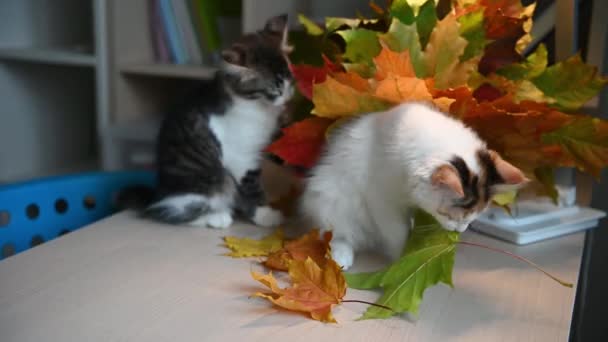 Cute fluffy cat kitten playing with autumn red leaves — Stock Video