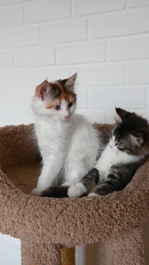 Deux mignon beau chat domestique chaton jouer gros plan en regardant la caméra à la maison vidéo au format vertical — Video