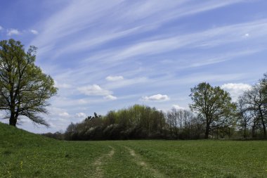Yaz çayır görünümünü