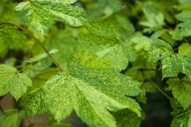 yaprak yeşil arka plan