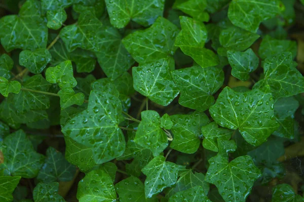 Hoja verde con gotas de agua para el fondo —  Fotos de Stock