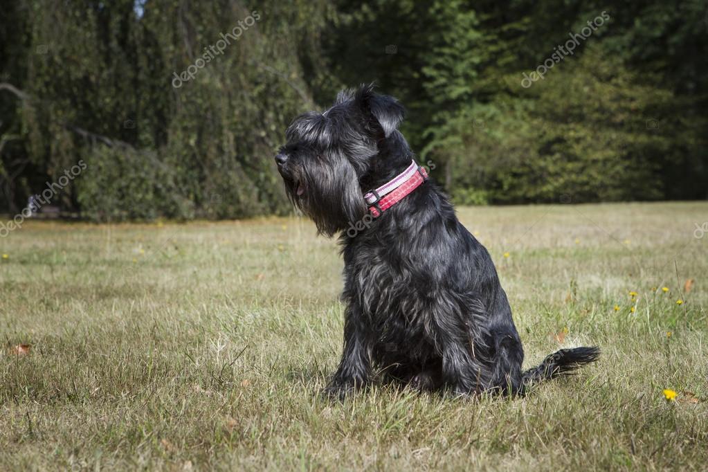all black schnauzer