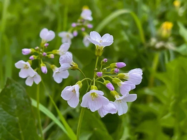 Zerbrechliche Weiße Wiesenblumenköpfe Frühling Mit Grasfeldhintergrund Nahaufnahme Selektiver Fokus — Stockfoto