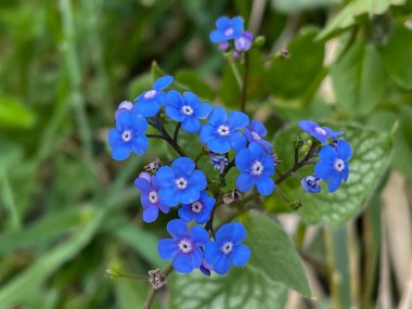 Mavi Unutma beni çiçeği çimen arka planda, yakın plan, seçici odak