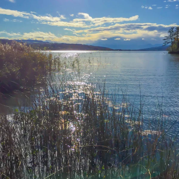 Солнце Отражающееся Воде Через Тростник Закате Озеро Hallwil Швейцария — стоковое фото
