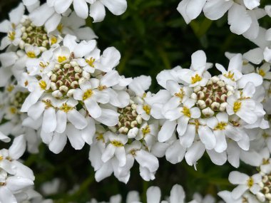 Iberis sempervirens beyaz bahar çiçeği baş halka koyu yeşil yapraklar arka plan, ön odaklanın, yakın yakın