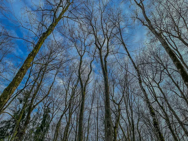 Großer Waldbaum Der Einem Sonnigen Frühlingstag Den Blauen Wolkenverhangenen Himmel — Stockfoto