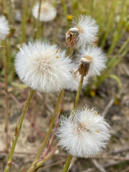 Tarlada Kaybolan Karahindibalar Dikey Seçici Odaklanma — Stok fotoğraf