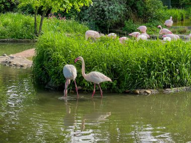 Suda bir çift pembe flamingo kuşu. Arka planda sürü var. Seçici bir odak noktası.
