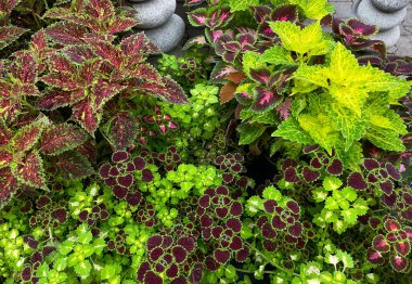 Coleus plants variety mix. Plectranthus scutellarioides. close up