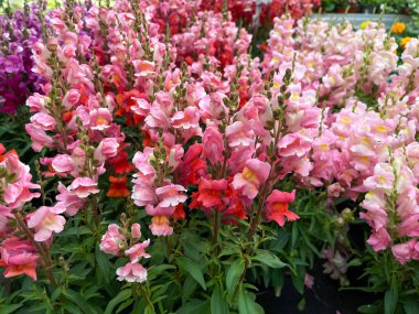 Antirrhineae in pink, red, purple und rose, full frame, selective focus