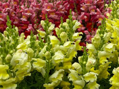 Colorful field of Antirrhineae in yellow in front and red in background, close up, full frame, selective focus