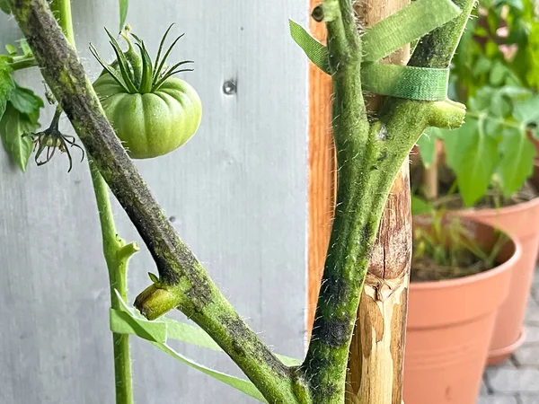 Kartoffelbrand Infektion Stiel Der Tomatenpflanze Phytophthora Infestans Aus Nächster Nähe — Stockfoto