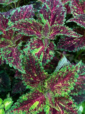 Coleus bitkisi yeşil, tam kare, dikey, yakın plan, yüksek açı görünümü