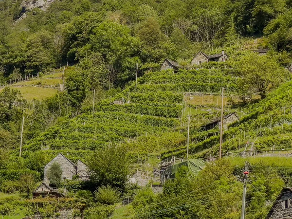 Szőlőültetvény Hagyományos Kőházak Rustico Meredek Dombon Vogorno Ticino Svájc — Stock Fotó