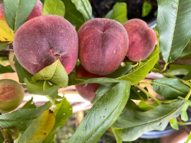 Şeftali meyvesi dalda, tepeden tırnağa, kapat