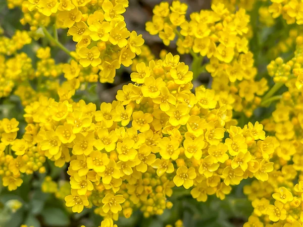 Amarelo Springflower Alyssum Gmelinii Quadro Completo Close — Fotografia de Stock