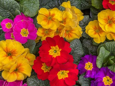 Çuha çiçekleri, primula, bahçe merkezi pazarında satılığa çıkarılan saksıların rengarenk çeşitleri, tıbbi fabrikalar, ilkbahar başları, üst aşağı manzara, kapalı kapılar.