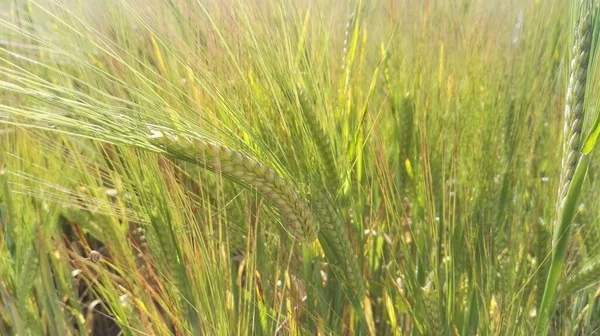 Primo Piano Del Campo Orzo Ancora Verde — Foto Stock