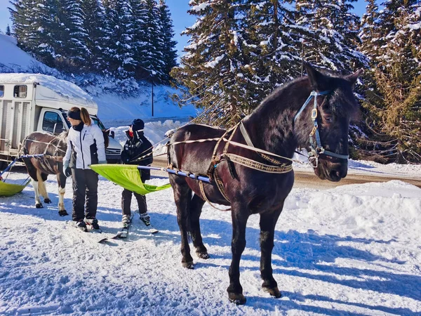 Skidskytte Les Arcs Savoie Frankrike Stockfoto