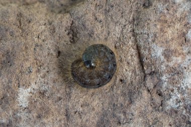 Conistra Rubiginea tırtılı, benekli kestane güvesi (Lepidoptera: Noctuidae) Tragacete, Cuenca Eyaleti, İber Sistemi, İspanya.