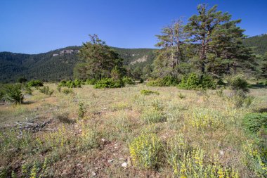 Tragacete yakınlarındaki La Lastra bölgesi, Cuenca ili, İber Sistemi, İspanya, Akdeniz dağ manzarası ormanları ve çayırları ile.
