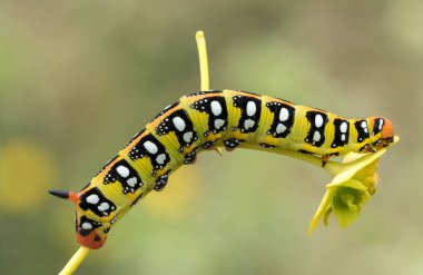 Hyles euphorbiae larvası, spurge hawk-güve türü (Lepidoptera: Sphingidae), İspanya 'nın Cuenca eyaletinin Tragacete şehrinde çekilen ve larva safhasının karakteristik renklerini gösteren bir fotoğraf..
