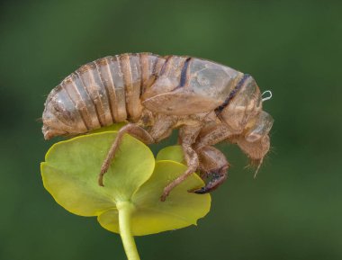 Ağustosböceği. exuvia (Hemiptera: Cicadidae), İspanya 'nın Cuenca bölgesindeki Tragacete şehrinde ağaç kabuğunda çekilmiş bir ağustos böceğinin dış iskeletini döktü..