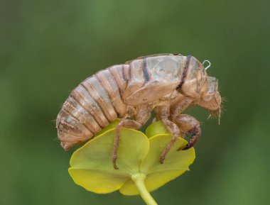 Ağustosböceği. exuvia (Hemiptera: Cicadidae), İspanya 'nın Cuenca bölgesindeki Tragacete şehrinde ağaç kabuğunda çekilmiş bir ağustos böceğinin dış iskeletini döktü..