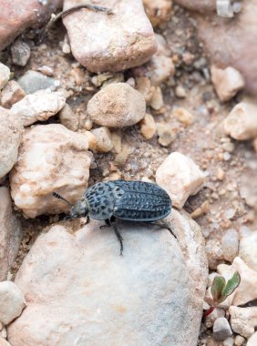Thanatophilus rugosus, leş böceği (Coleoptera: Silphidae), İspanya 'nın İber Sisteminde, Cuenca eyaletinin Tragacete şehrinde fotoğraflanmıştır..