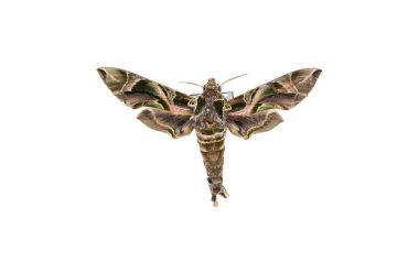 İspanya, Alicante 'den yola çıkmış güve sürüsü, beyaz arka planda izole edilmiş.