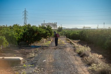 SAGUNTO, SPAIN NOVEMBER 7, 2025: Akdeniz narenciye tarım operasyonları sırasında İspanya 'nın Valencia eyaletindeki Sagunto kentindeki portakal ağaçlarına böcek ilacı sıkan tarım işçisi.