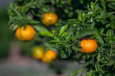 SAGUNTO, SPAIN NOVEMBER 7, 2025: Sagunto, İspanya 'nın başkenti Valencia' da gündoğumunda portakal dallarına asılmış olgun portakallar, hasat mevsiminde Akdeniz narencilerinin yetiştirildiğini gösteriyor.