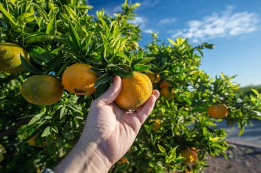 SAGUNTO, İSPAN 7 Kasım 2025: İspanya 'nın Valencia eyaleti Sagunto şehrindeki narenciye hasadı sırasında bir ağaçtan olgun bir portakal koparan insan eli, manuel koleksiyonu ve Akdeniz tarımını göstermektedir..