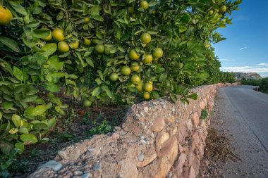 SAGUNTO, İspanya 7 Kasım 2025: İspanya 'nın Valencia eyaletinin Sagunto kenti yakınlarında Akdeniz' de portakal ağaçları sıraları, güz ışığında geleneksel narenciye yetiştirildiğini gösteriyor.