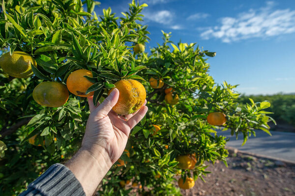 САГУНТО, Испания 7 ноября 2025 года: Человеческая рука собирает спелый апельсин с дерева во время сбора цитрусовых в Сагунто, провинция Валенсия, Испания, иллюстрируя ручную коллекцию и средиземноморское сельское хозяйство.