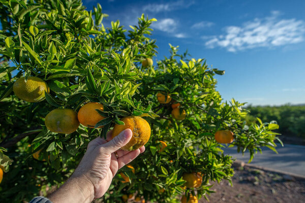 САГУНТО, Испания 7 ноября 2025 года: Человеческая рука собирает спелый апельсин с дерева во время сбора цитрусовых в Сагунто, провинция Валенсия, Испания, иллюстрируя ручную коллекцию и средиземноморское сельское хозяйство.