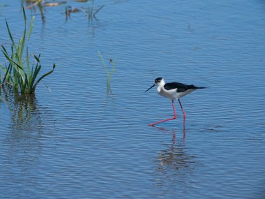 Estany de Almenara sulak arazisinde Kara Kanatlı stil (Himantopus himantopus), İspanya