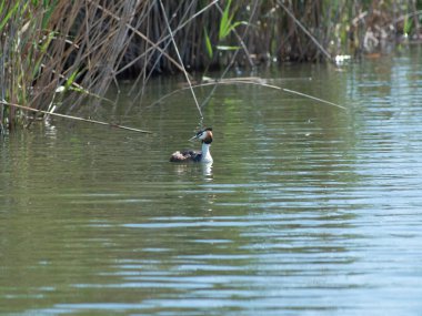 Estany de Almenara sulak arazisi, Castelln, İspanya 'da büyük ibikli yunus (Podiceps kristali)