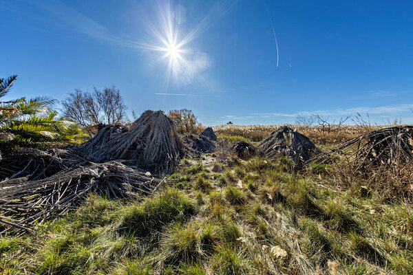 Canary Island date palms damaged by red palm weevil in the Marjal dels Moros area, Valencia, Spain