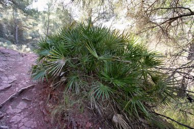 Segart, Valencia, İspanya 'da doğal çalılıklarda büyüyen Akdeniz cüce palmiyesi (Chamaerops rezili).