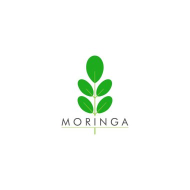 Moringa yaprak simgesi logo vektör tasarım şablonu