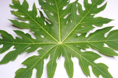 Beyaz arkaplanda izole edilmiş Jambolan eriği veya Java eriği