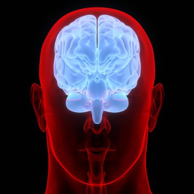 Beyin İnsan Vücut Merkezi Sinir Sistemi Anatomisi 'nin bir parçasıdır. Üç Boyut