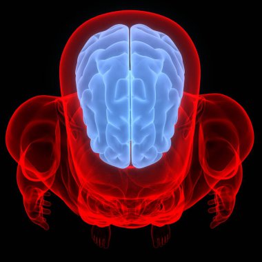 Brain is a Part of Human Body Central Nervous System Anatomy. 3D clipart