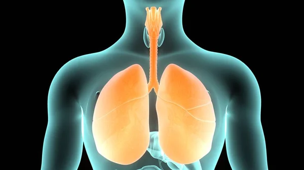 Ciğerler Nsan Solunum Sistemi Anatomisi Nin Bir Parçasıdır Boyut — Stok fotoğraf