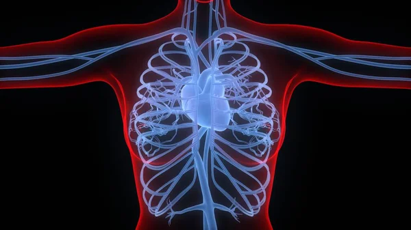 Серце Частиною Анатомії Кровоносної Системи Людини — стокове фото